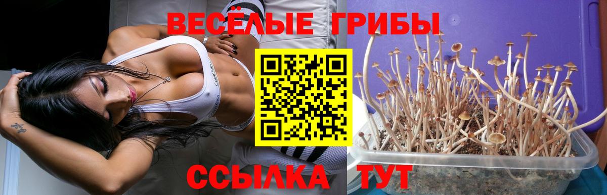 Галлюциногенные грибы Psilocybe Белгород